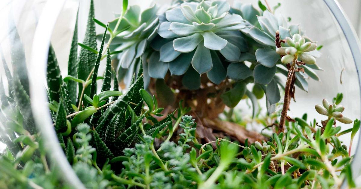 Featured: Polyphenol Stacking: Pairing Coffee, Dark Chocolate, and Berries for Maximum Antioxidant Absorption