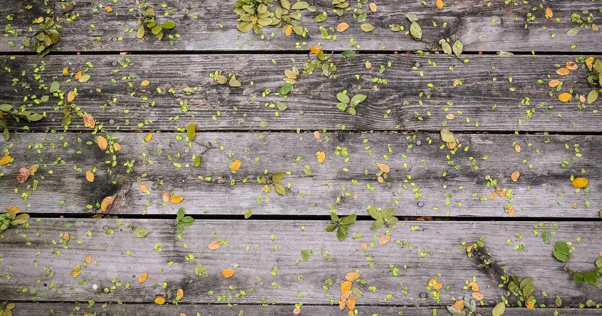 Featured: Phytic Acid Reduction Methods: Soaking vs. Sprouting vs. Fermenting Grains and Legumes for Maximum Mineral Absorption